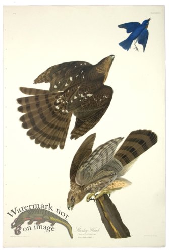 (image for) Stanley Hawk