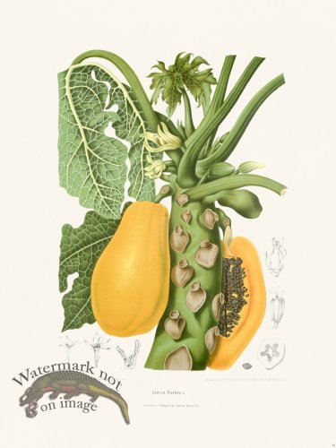 (image for) Horticulture of Java 39