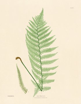 (image for) Bradbury Fern 13