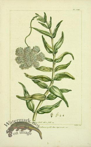 (image for) Philip Miller 075