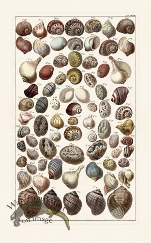 (image for) Seba B2 038