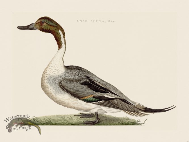 (image for) Nozeman Bird 099