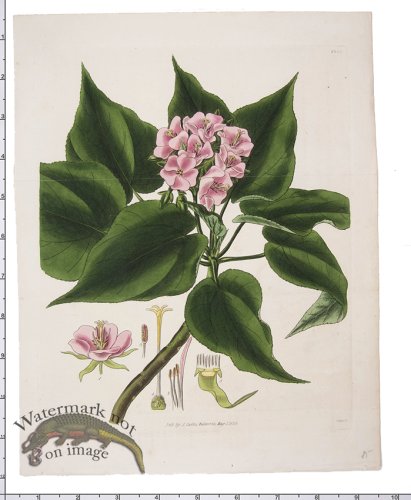 (image for) Curtis Botanical 093