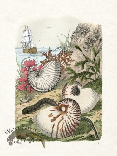 (image for) Shell BOTW 07