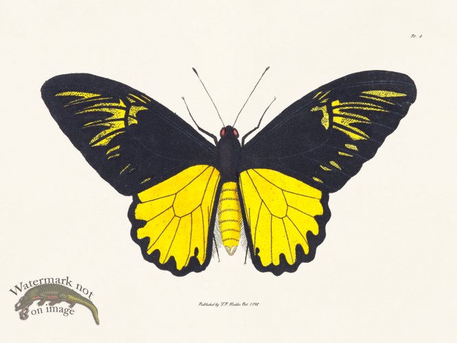 (image for) Nodder BF 08