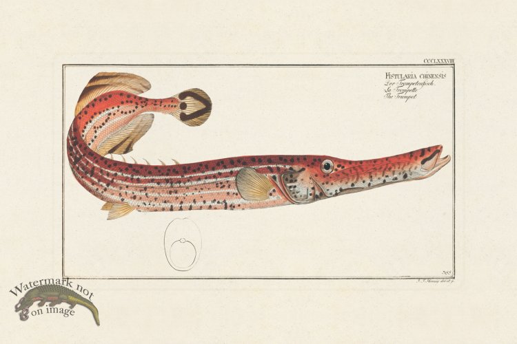 (image for) BLOCH FISH 388