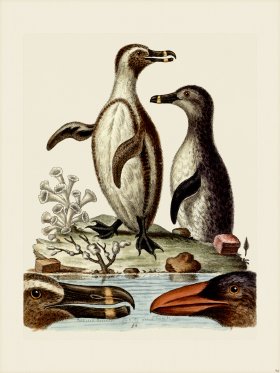 Edwards 094 Black -footed Penguins