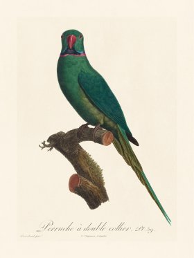 Barraband Parrot 039