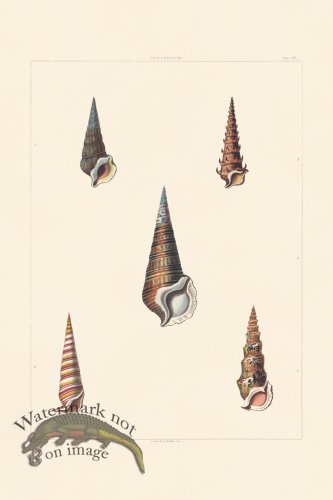 (image for) Perry Shell 36