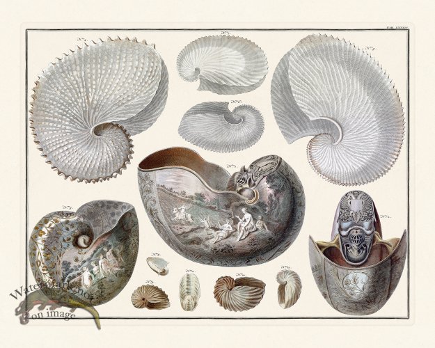 (image for) Seba B2 084 Shells