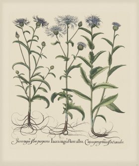 Besler 278 Colored B2