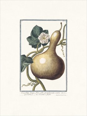 Bonelli 069 Bottle gourd