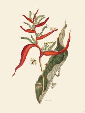 Merian Metamorphosis 54