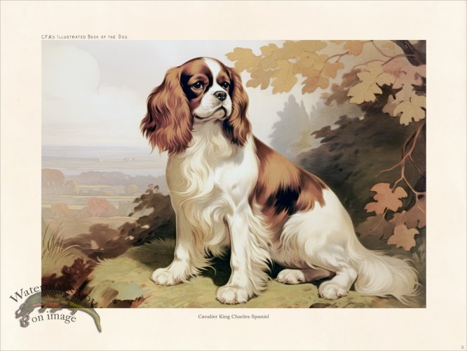 (image for) CFA Dog Cavalier King Charles Spaniel 03