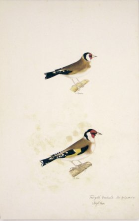 73 Swedish Birds . Fringilla Carduelis, European Goldfinch, M.F