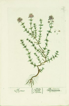 Blackwell German 138