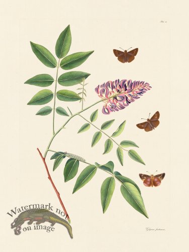 (image for) Abbot Butterfly 023