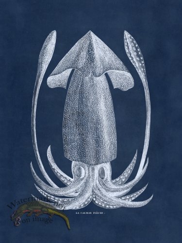 (image for) Octopus Blue 40