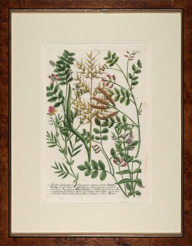 Weinmann Burl with Gold DM 06