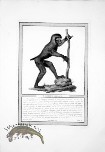 (image for) The_Monkeys_15