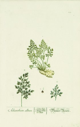 Blackwell German 028