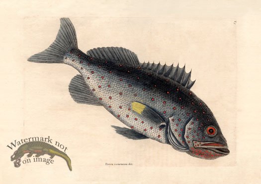 (image for) Catesby Fish 8