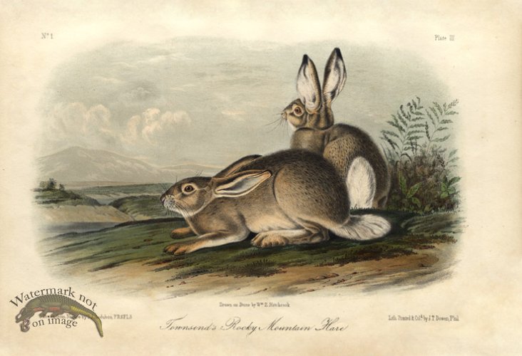 (image for) Townsend\'s Rocky Mtn.Hare