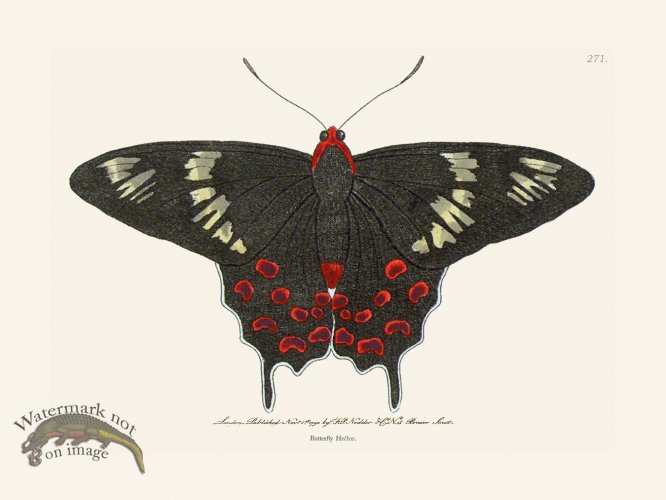 (image for) 271 Butterfly Hector