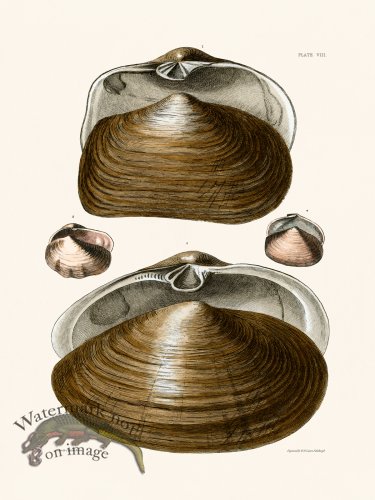 (image for) Cpt Brown Shell 08