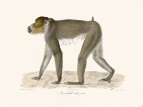 Cuvier 324 Young Male Mandrill