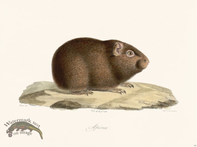 (image for) Cuvier 255 Aperea