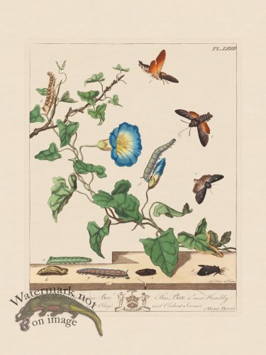 (image for) Moses Harris Insects 24