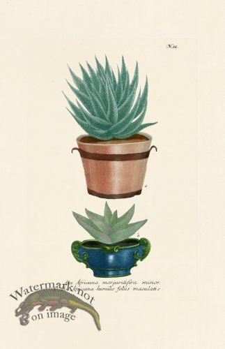 (image for) Weinmann PL 055