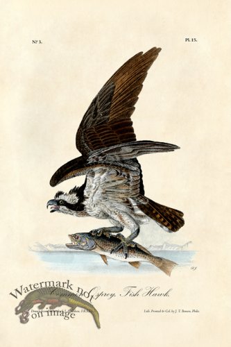 Osprey