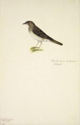 64 Swedish Birds . Motacilla Luscinia, Thrush Nightingale