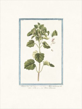 Bonelli 245 Molucca levis