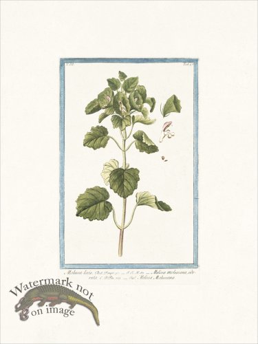 (image for) Bonelli 245 Molucca levis