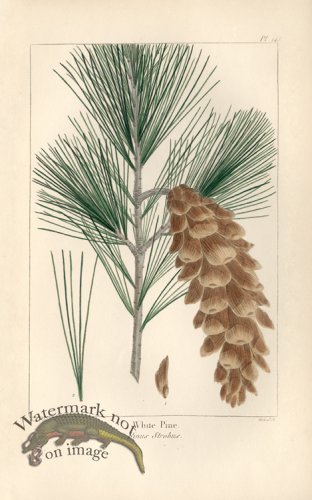 (image for) White Pine