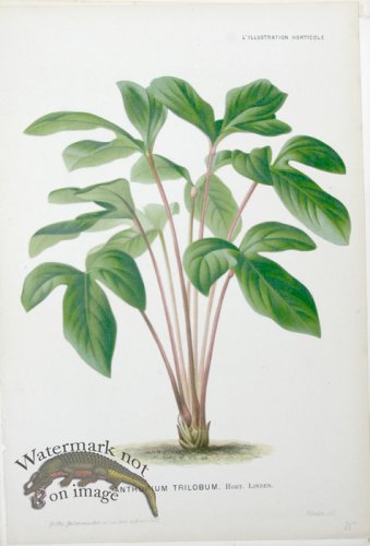 (image for) Horticult LP 03