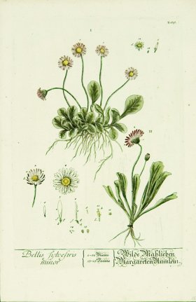 Blackwell German 139