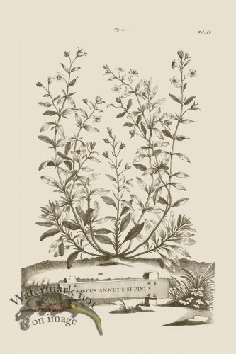 (image for) Abraham Munting 041