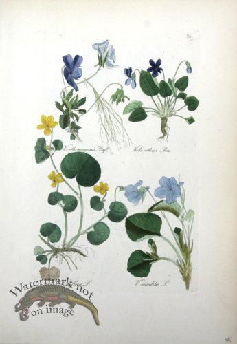 (image for) Deutschlands Flora 19