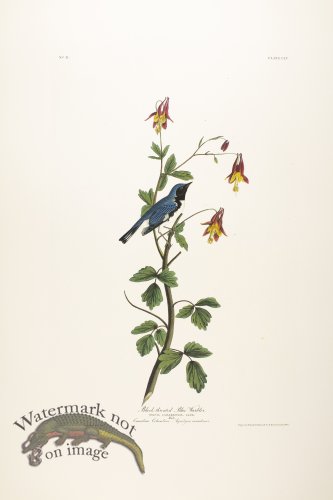 Black-Throated Blue Warbler