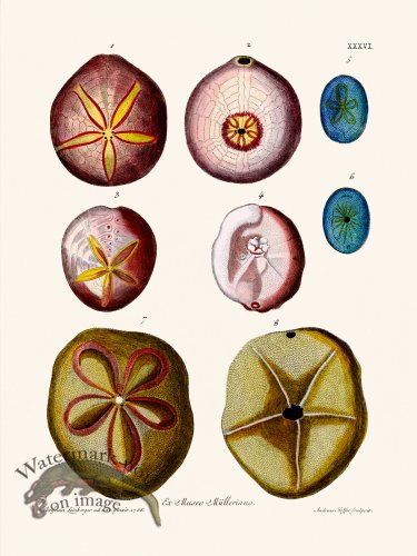 (image for) Knorr Sealife 36