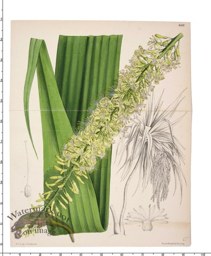 (image for) Curtis Botanical 006