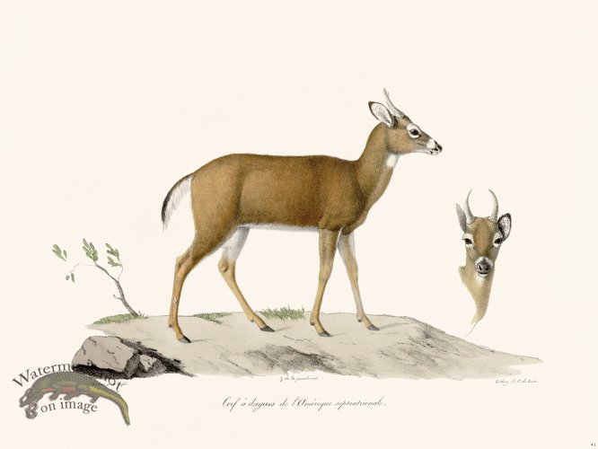 (image for) Cuvier 041 Dagger Deer
