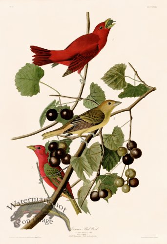 (image for) 044 Summer Red Bird