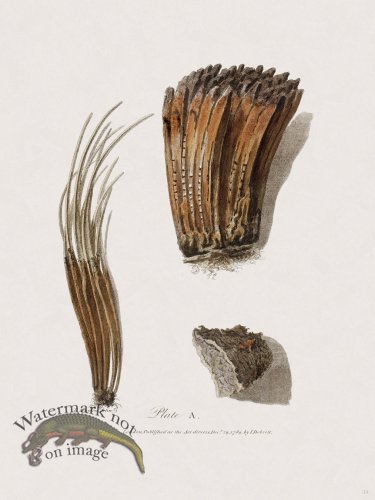 (image for) 34 New Holland Caffowary