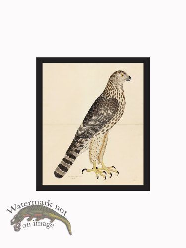 (image for) Rudbeck CFA_BF 32 Goshawk