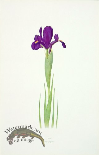 Dykes Iris 09